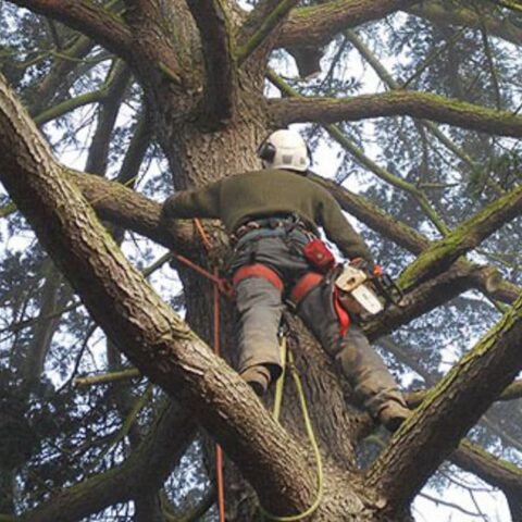 TREE01 КО СМО